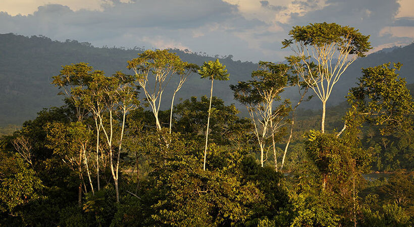 Verallia forms carbon offset project