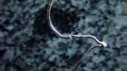 BASF launches next generation thermocouple