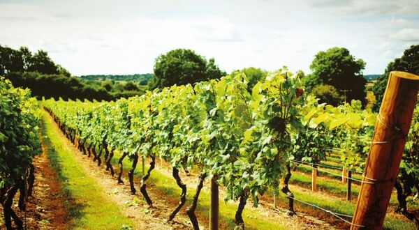 Croxsons teams up with UKVA to further support UK wine industry