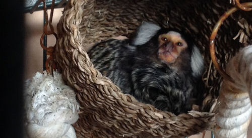 Pilkington helps to build home for rescued monkeys